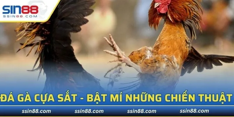 Đá Gà Cựa Sắt