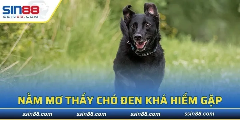 Nằm mơ thấy chó đen khá hiếm gặp