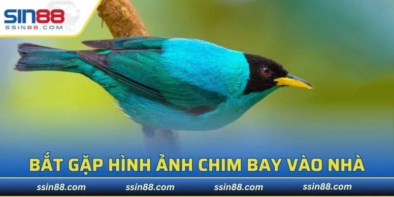 Phân tích điềm báo khi bắt gặp đối tượng bay vào nhà